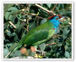 Blue Beared Barbet, Corbett National Park