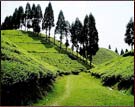 Tea Garden, Darjeeling