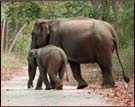 Elephant, Corbett National Park