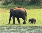 Elephant, Periyar