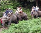 Elephant Safari, Periyar