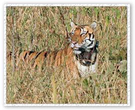 Tiger Safari, Kanha National Park