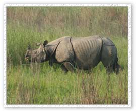 Rhino, Kaziranga National Park