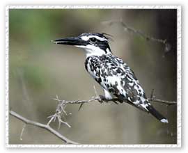 Kingfisher, Gairnbans Tour