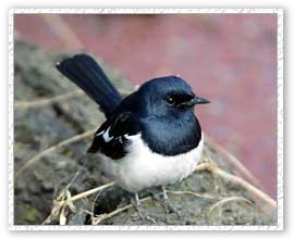 Jungle Magpie, Bharatpur Bird Sanctuary