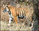 Tiger, Ranthambhore National Park