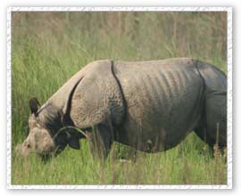 Rhino, Kaziranga National Park