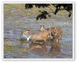 Sambar, Periyar Wildlife Sanctuary