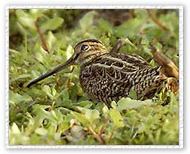 Snipek Bird, Borajan Wildlife Sanctuary