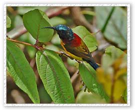 Green Tailed Sunbird, Neora Valley National Park