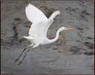 Bird, Sunderban National Park