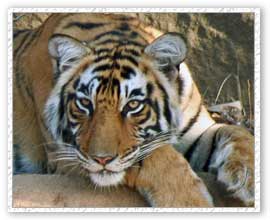 Tiger Safari, Ranthambore National Park